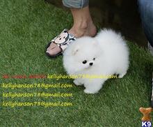 pomeranian puppy posted by soukainagrina