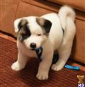 akita puppy posted by soulofpet