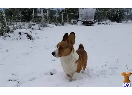 Pembroke Welsh Corgi