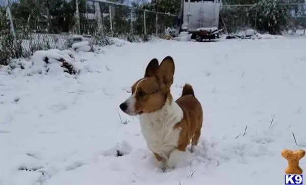 Pembroke Welsh Corgi stud dog