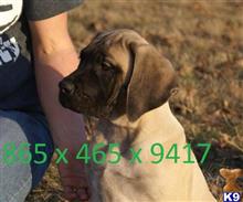 mastiff puppy posted by soupy