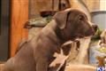 american pit bull puppy posted by southernboy1