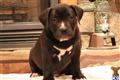 american pit bull puppy posted by southernboy1
