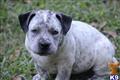 american pit bull puppy posted by southernboy1