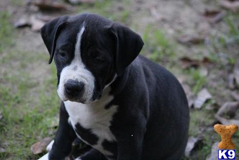 american pit bull puppy posted by southernboy1
