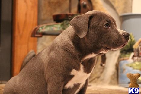 american pit bull puppy posted by southernboy1
