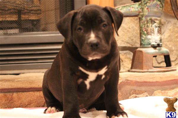 american pit bull puppy posted by southernboy1