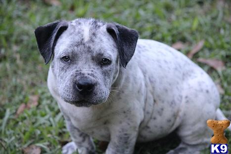 american pit bull puppy posted by southernboy1