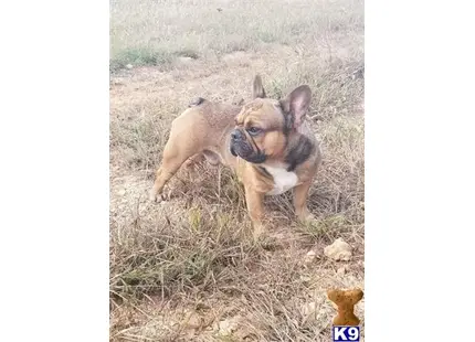 a french bulldog dog standing in a field