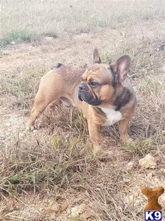 French Bulldog stud dog