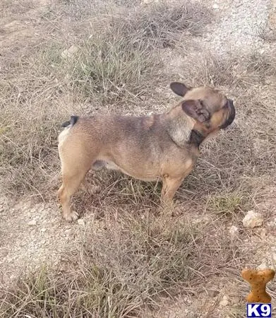 French Bulldog stud dog