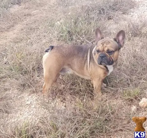 French Bulldog stud dog