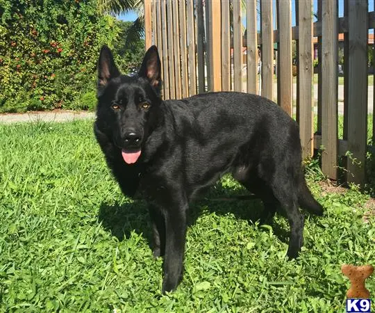 German Shepherd stud dog