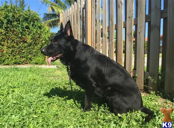 German Shepherd stud dog