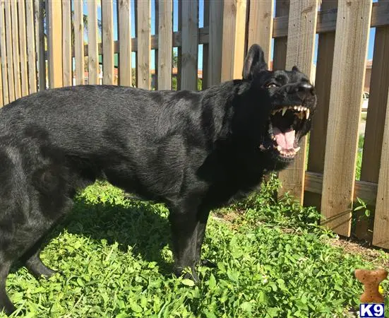 German Shepherd stud dog