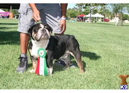 a english bulldog dog sitting on a leash