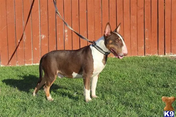 Bull Terrier stud dog