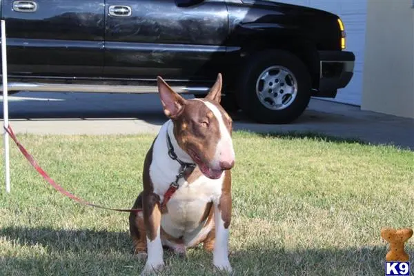 Bull Terrier stud dog