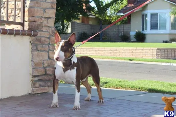 Bull Terrier stud dog