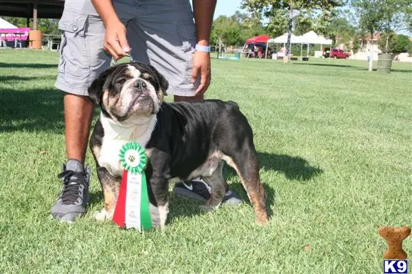 English Bulldog stud dog