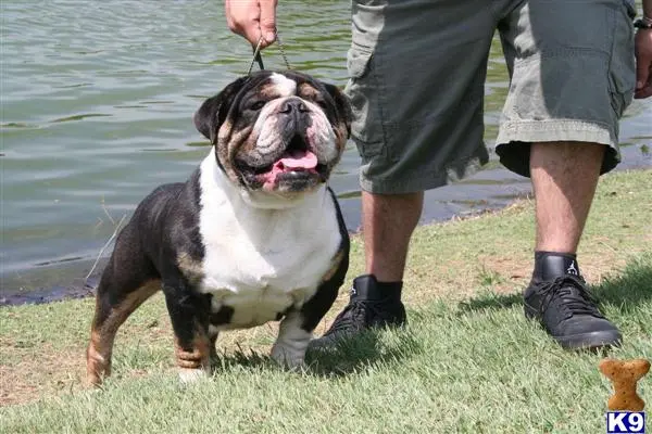 English Bulldog stud dog