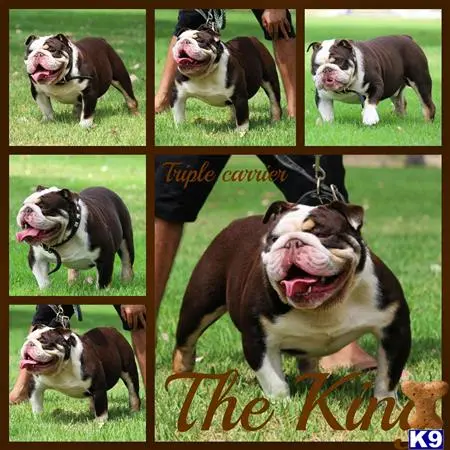 English Bulldog stud dog