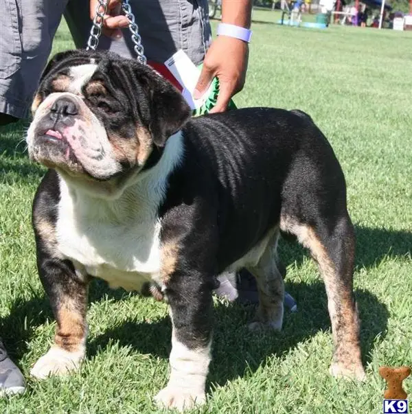 English Bulldog stud dog