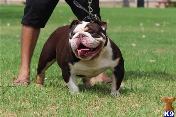 English Bulldog stud dog