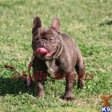 French Bulldog stud dog