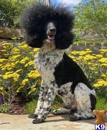 Poodle stud dog