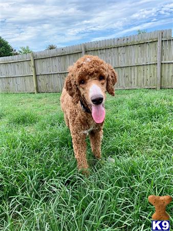 Poodle stud dog