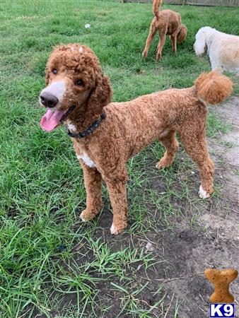 Poodle stud dog