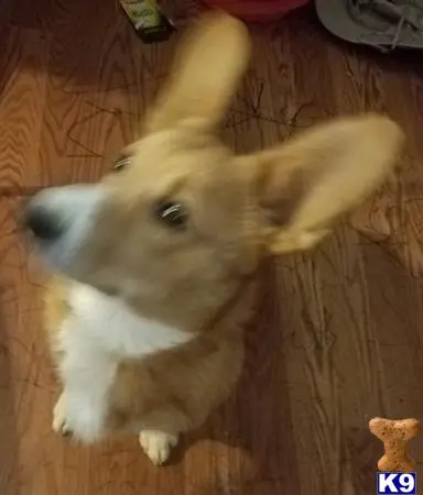 Pembroke Welsh Corgi stud dog