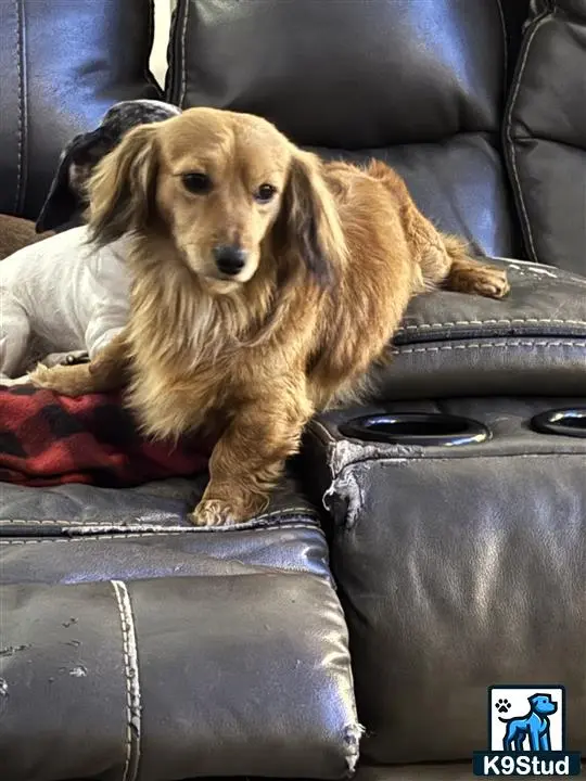 Dachshund stud dog: a dachshund dog sitting on a couch