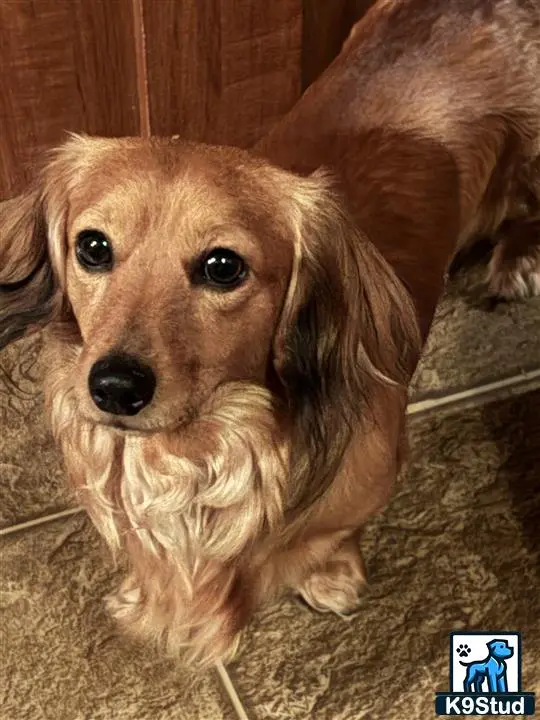 Dachshund stud dog: a dachshund dog sitting on the floor