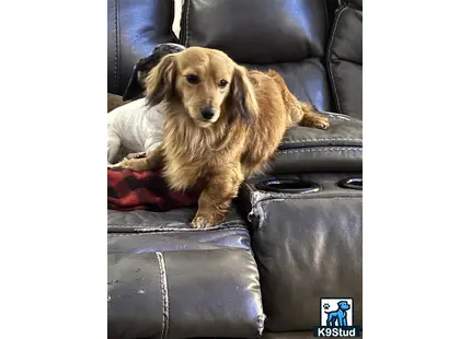Dachshund stud dog: a dachshund dog sitting on a couch