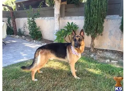 German Shepherd