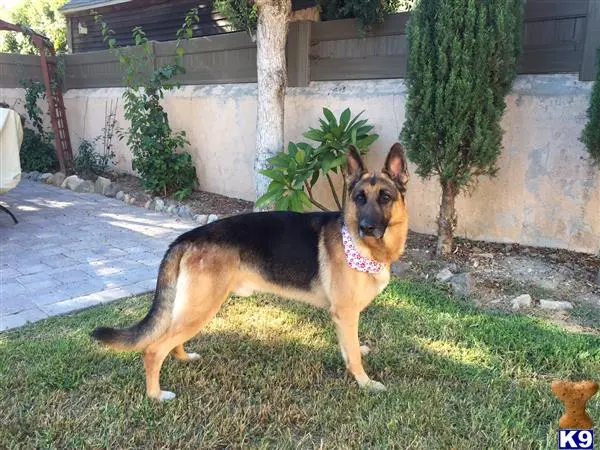 German Shepherd stud dog