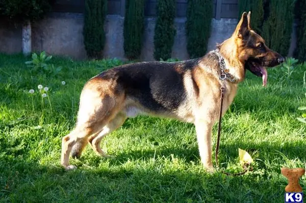 German Shepherd stud dog