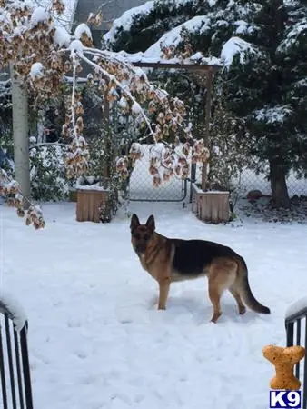 German Shepherd stud dog