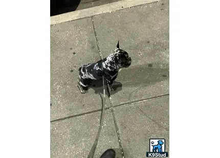 French Bulldog stud dog: a french bulldog dog wearing a suit