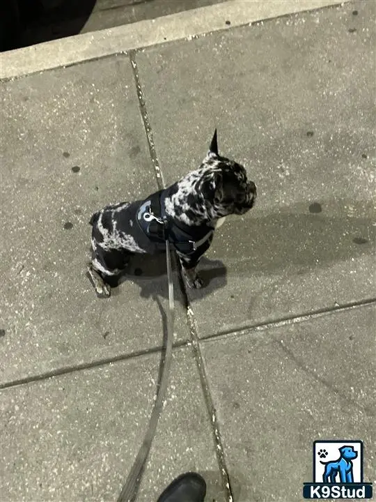 French Bulldog stud dog: a french bulldog dog wearing a suit