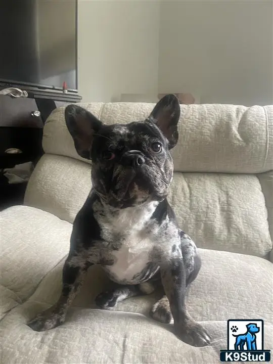 French Bulldog stud dog: a french bulldog dog sitting on a couch