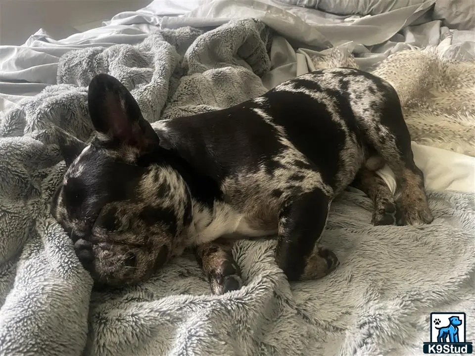 French Bulldog stud dog: a french bulldog dog lying on a blanket