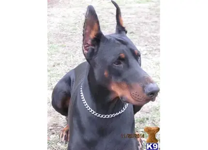 Doberman Pinscher