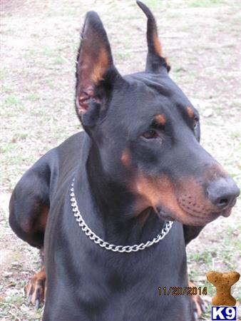 Doberman Pinscher dog