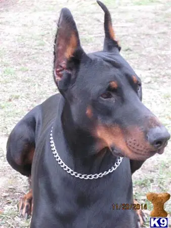 Doberman Pinscher