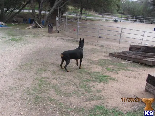 Doberman Pinscher stud dog