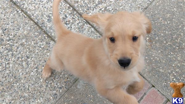 Golden Retriever