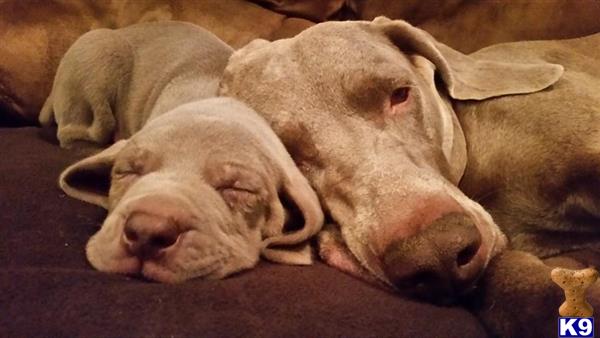 weimaraner puppy posted by specvkid